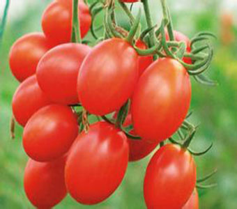 郑州皇后新鲜水果行--新鲜蔬菜水果千禧果番茄圣女果