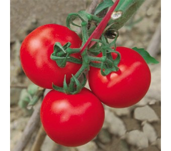 西红柿 番茄 崇明地一蔬菜园 地一农业 崇明菜
