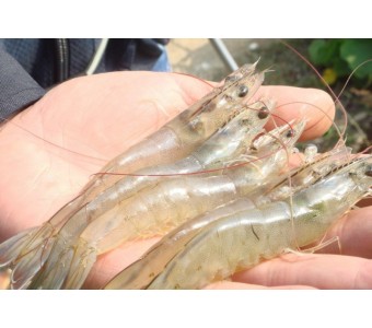 东海野生 对虾 无污染无激素放心海鲜
