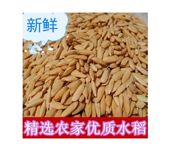 新稻谷大米稻子晚稻水稻磨米种子鸡鸭猪鸟动物饲料