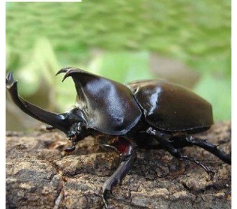 另类宠物独角仙L3幼虫活体锹甲兜甲虫昆虫独角仙