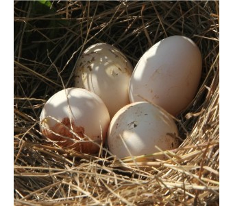 鹊山野鸡蛋土鸡蛋柴鸡蛋正宗农家散养草鸡蛋10枚装