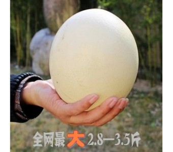 芝宇鸵鸟蛋新鲜 非洲特产单个3斤自家养殖高钙高营养低胆固醇礼品