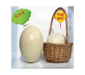 世界上最大的蛋 鸵鸟蛋新鲜 两斤以上 高蛋白低胆固醇 送礼佳品