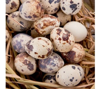 新鲜鹌鹑蛋/鹑鸟蛋/鹌鹑卵/蛋