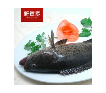鲜活深海石斑鱼 海鱼 海南海鲜 顶级食材 高端美食