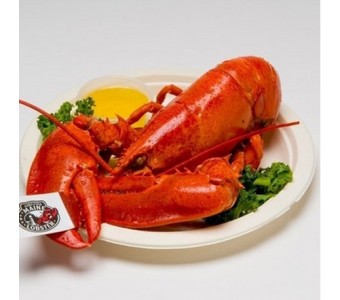 加拿大 鲜活龙虾 1.5斤/只 波龙 活力十足 宴会食材