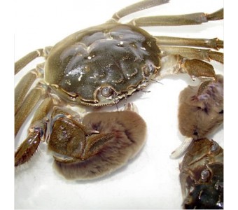 崇明 大闸蟹 河蟹 螃蟹 小螃蟹 新鲜 鲜活水产品 海鲜 河鲜