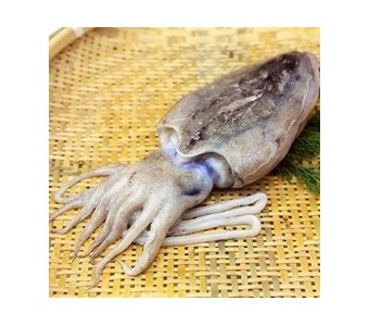 东海深海野生鲜活目鱼 台州水产品新鲜墨鱼
