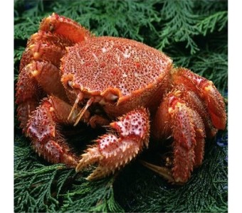 聚福鲜鲜活海鲜 北朝鲜鲜活红毛蟹200-250g/只 口感高于帝王蟹