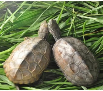 情侣龟 公母一对 8-9cm 中华草龟宠物活体小乌龟墨龟 金线龟