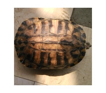 佳益龙虎山宠物巴西龟 大乌龟 重750g-1000g 背甲20cm 鲜活送达
