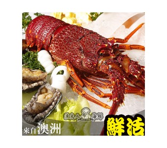 鲜活进口澳洲龙虾 澳龙尊贵红龙 正宗进鲜活口水产 大龙虾