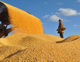 全国 实用技术——辽北水稻新品种“铁粳7号”高产栽培示范 (374播放)