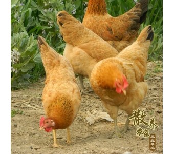 正宗2年苏北草鸡 农家散养老母鸡