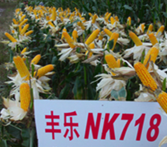 NK718