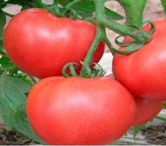 红冠番茄
