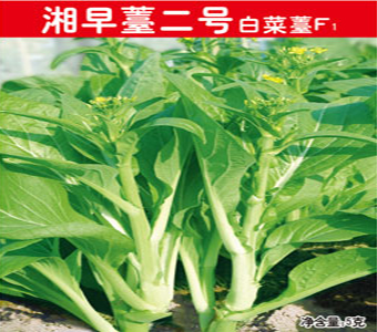 湘早薹二号白菜薹