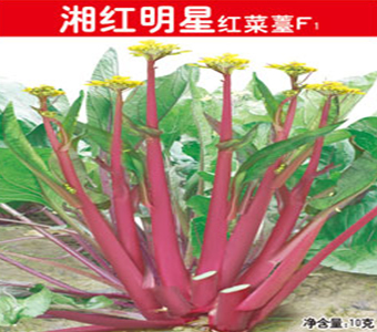 湘红明星红菜薹