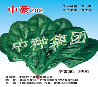 中菠202