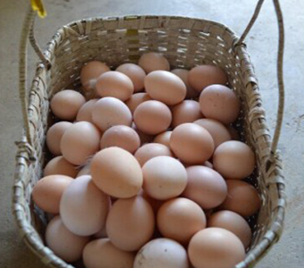 正宗农家竹林土鸡蛋 高山散养有机食品
