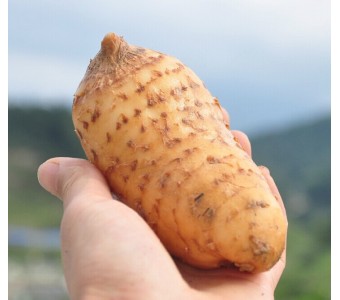 大别山新鲜乌天麻 特级食用天麻500g 野生天麻