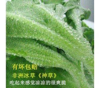 非洲冰草 新鲜蔬菜 特色野菜 新鲜冰草400g