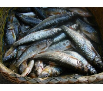 新鲜淡水野生溪鱼 石斑鱼