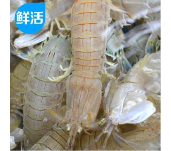 新鲜皮皮虾 鲜活濑尿虾 虾蛄 鲜活海鲜 濑尿虾 聚蟹德