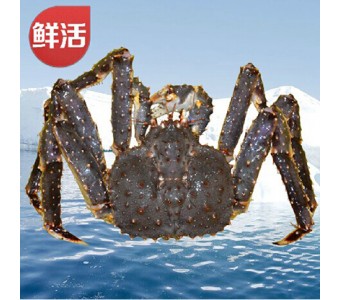 阿拉斯加鲜活帝王蟹2000g 进口海鲜