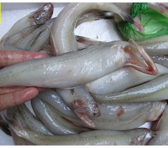 1斤装5-8条 新鲜豆腐鱼 水鱼 龙头鱼 当日海捕