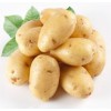 [供]极速供应土豆