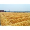 [求]湖南鼎盛养殖求购大量玉米