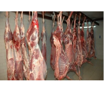 梅花鹿肉 大量批发优质活体宰杀鹿肉 鹿白条 新鲜鹿肉 规格可定制