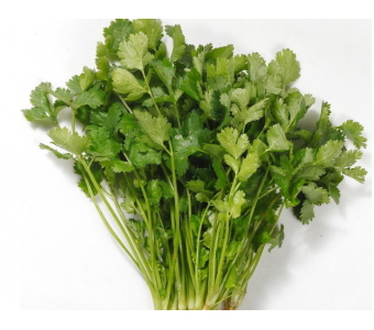 沙之洲绿色生态蔬菜--香菜 供应优质 香菜 纯天然绿色蔬菜