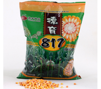 德育817玉米种子 铁杆不倒 批发 矮生抗旱高产 玉米籽