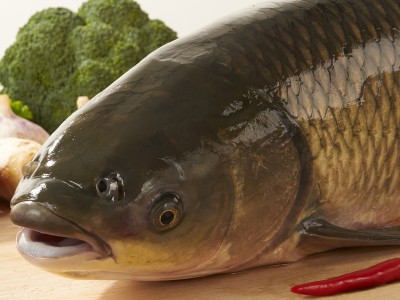 宁夏特产 有机生态草鱼 野生绿色纯天然淡水鱼 活鱼 每条5斤左右