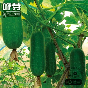 黛玉节瓜 小冬瓜 10粒