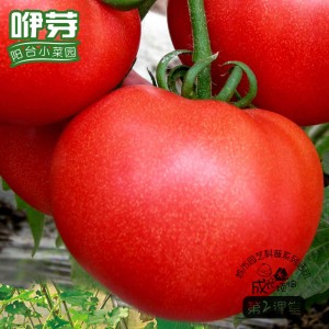红宝番茄 20粒