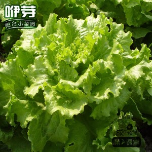 钱潮 意大利生菜 100粒