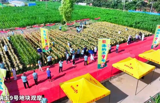 “三好玉米”海纳玉9号观摩会现场直击_推荐阅读_资讯_种业商务网