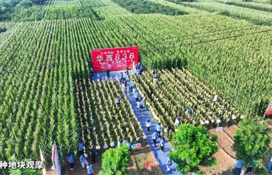 2025-2026年度华西种业核心合作伙伴营销战略峰会