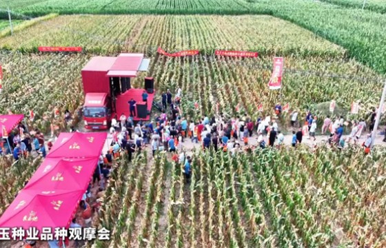热浪千农聚太康•良玉炮新品“硬核”出圈‖记良玉种业农民观摩会_推荐阅读_资讯_种业商务网