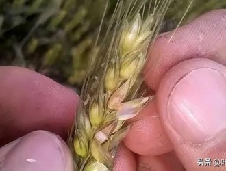 防治小麦赤霉病用什么药？别再只用戊唑醇，试试这几个新配方！