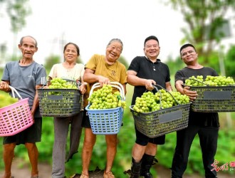 常见47种葡萄品种大全（附图片）