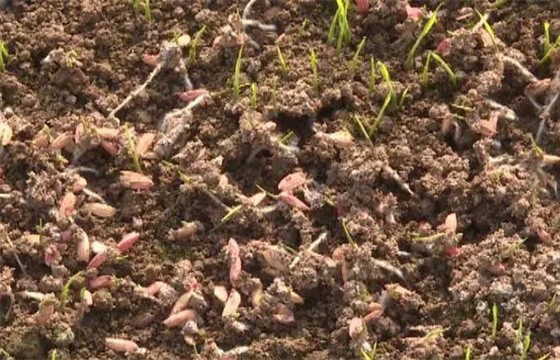 为什么会出现水稻烂种、烂芽、烂秧和死苗现象