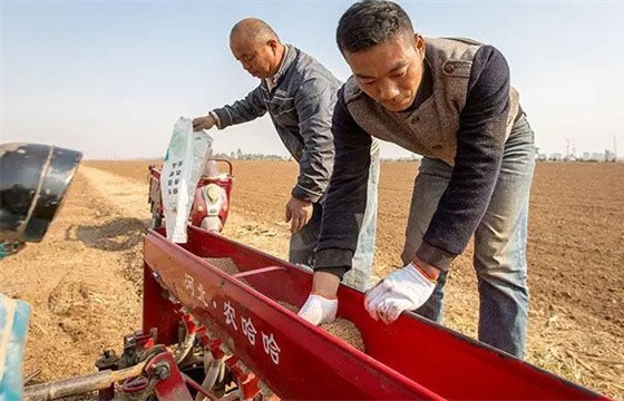 什么是精量播种技术 小麦精量半精量播种要求