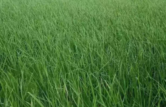 水稻卷叶虫严重，50-60%白叶了，用什么药防治？多个好配方能防治