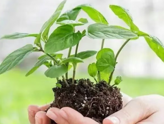 什么是微生物菌肥？ 什么是微生物菌剂？ 二者有何区别？