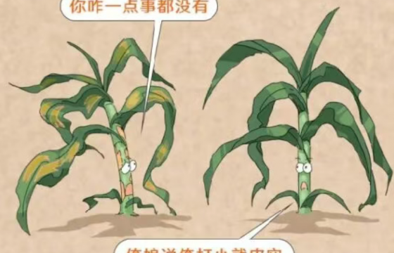 “免疫升级”！这个基因让玉米防御指数UP！ UP！